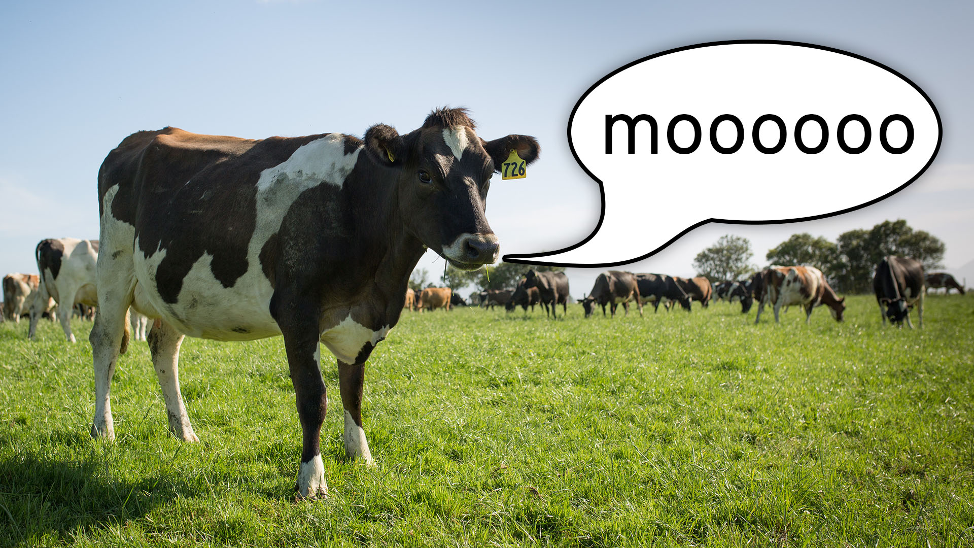Mooooooooooo